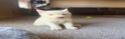 Siberian Husky dogs for sale: Siberian husky  - Ad 1