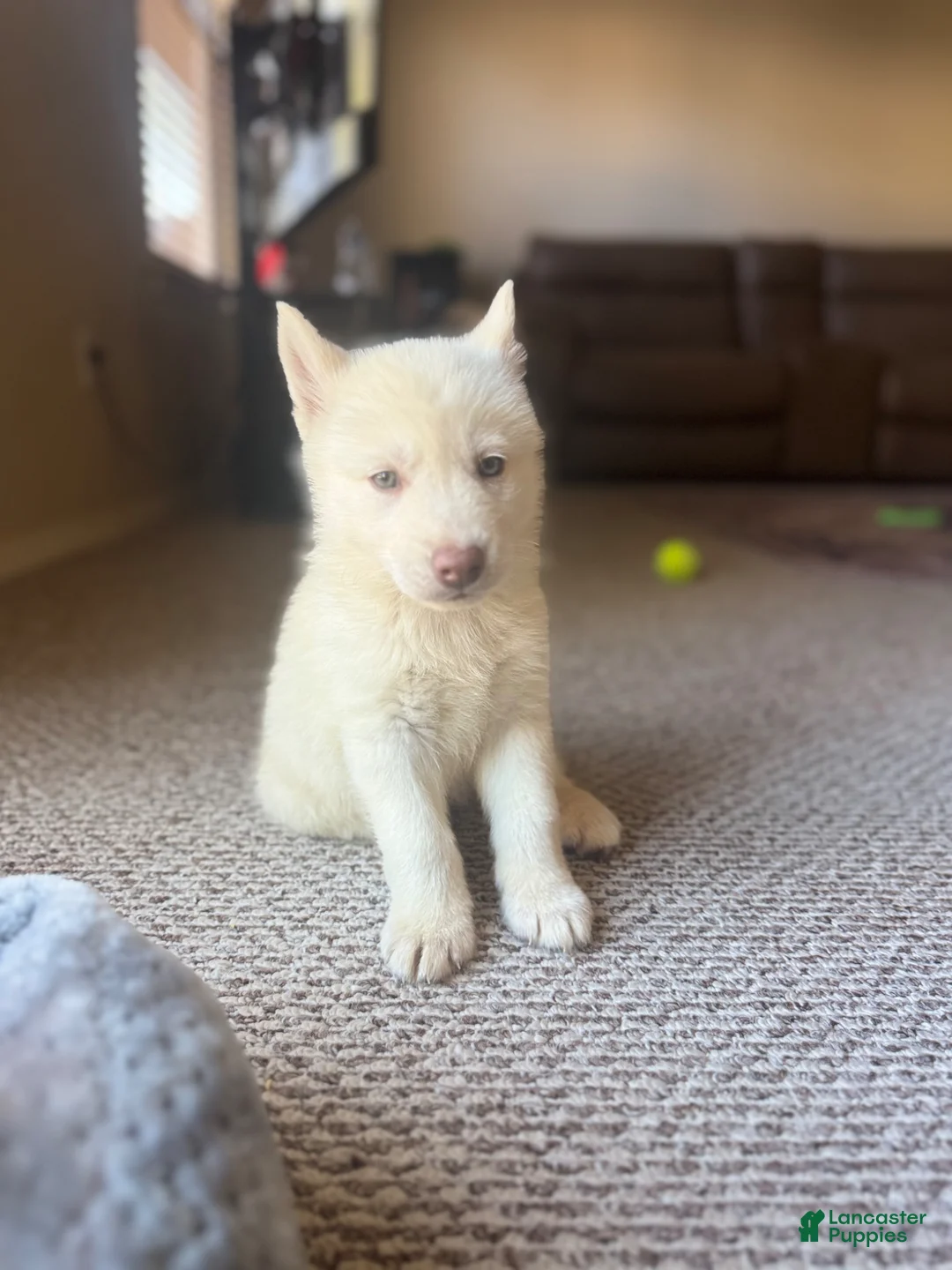 Siberian Husky dogs for sale: Siberian husky  - Ad 1
