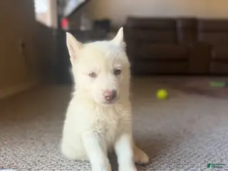 Siberian Husky dogs Siberian husky - Ad 42