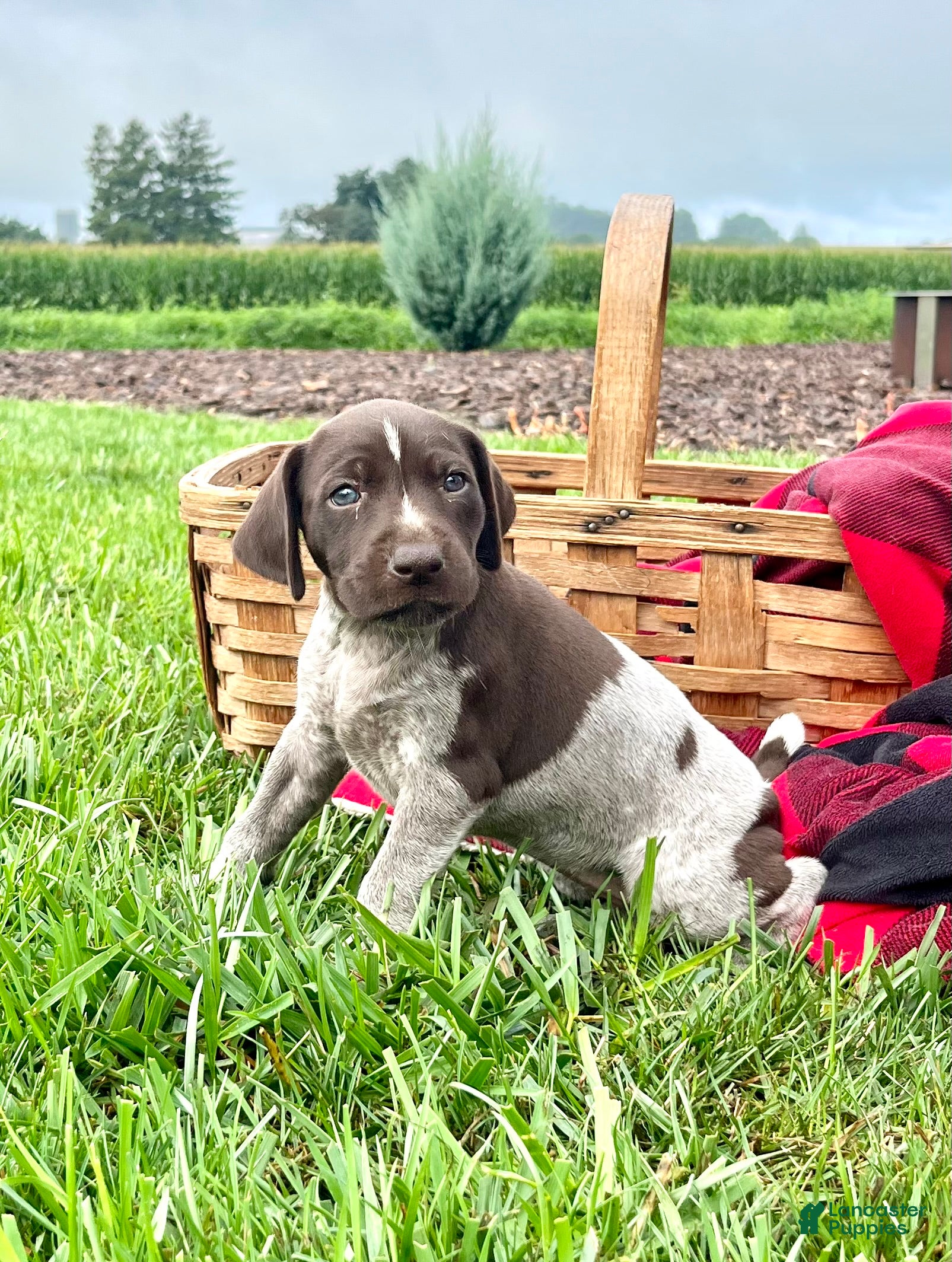 German Shorthaired Pointer dogs Rosalie❤️akc🐾 text or call today - Ad 1