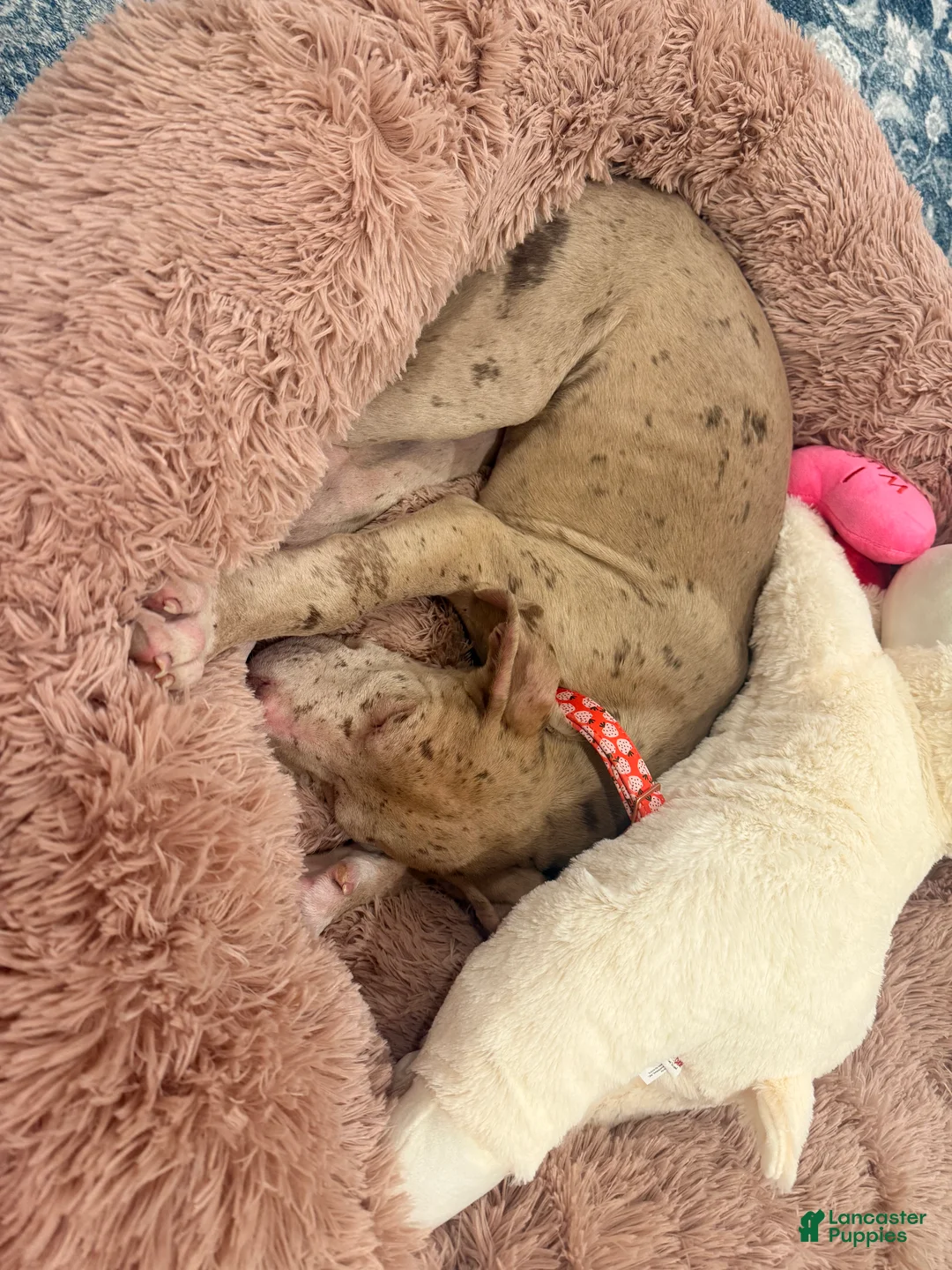 Great Dane dogs for sale: Willow - Ad 3