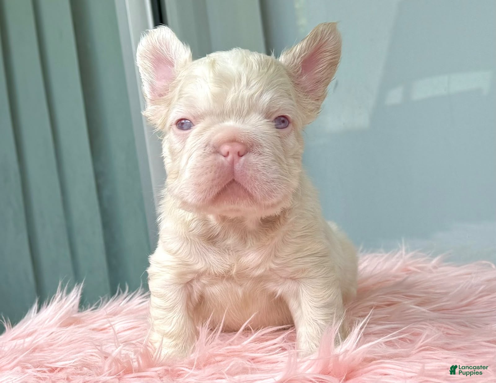 French Bulldog dogs Moon - Ad 1