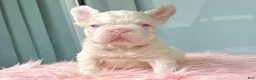 French Bulldog dogs for sale: Moon - Ad 1