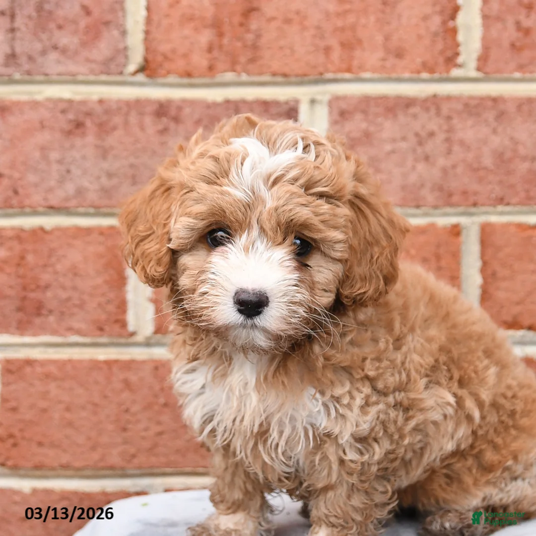Maltipoo dogs for sale: Penny - Ad 2