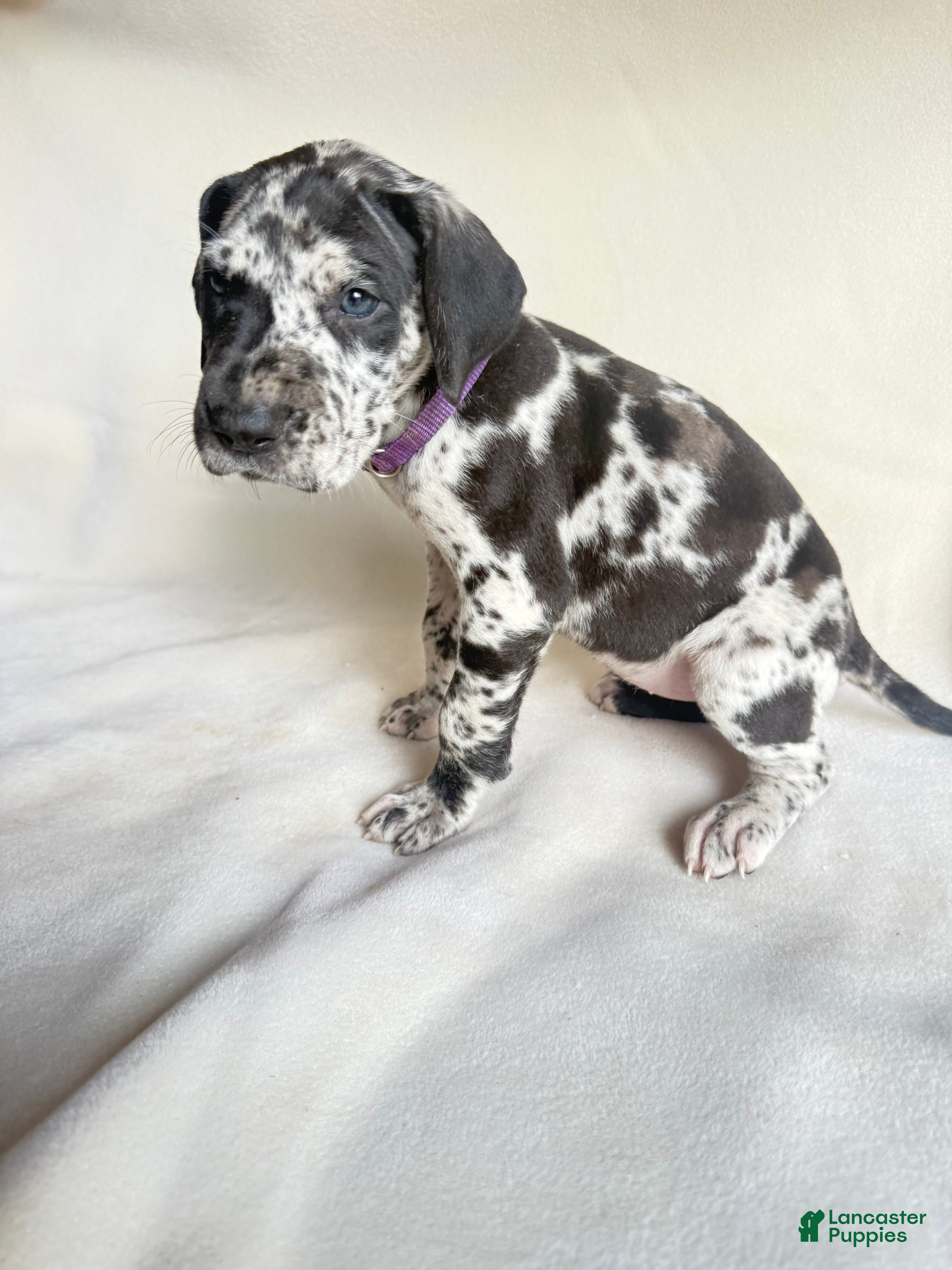 Great Dane dogs Angel-purple - Ad 41