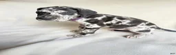 Great Dane dogs for sale: Angel-purple - Ad 1