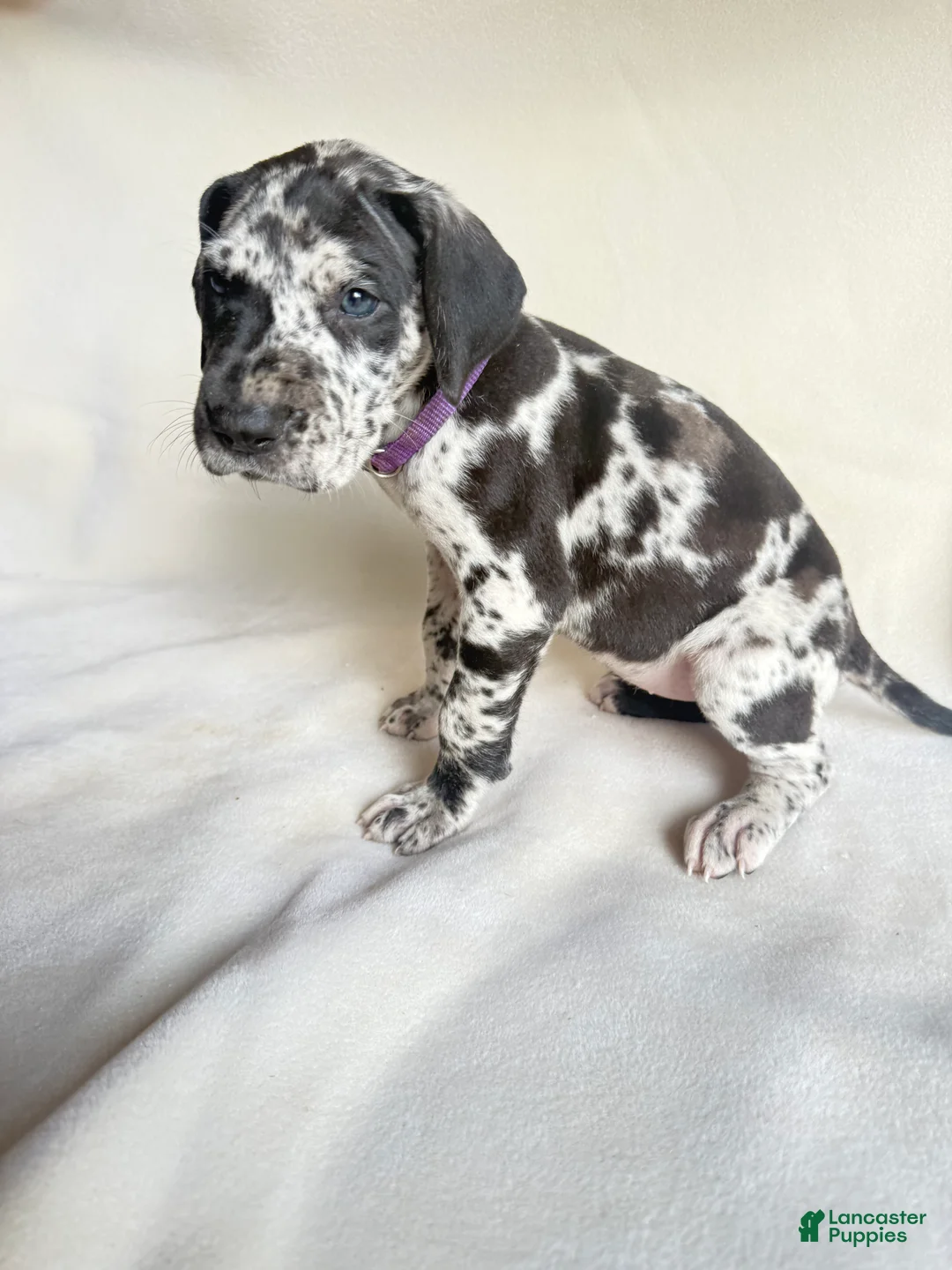 Great Dane dogs for sale: Angel-purple - Ad 1
