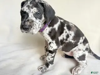 Great Dane dogs Angel-purple - Ad 42