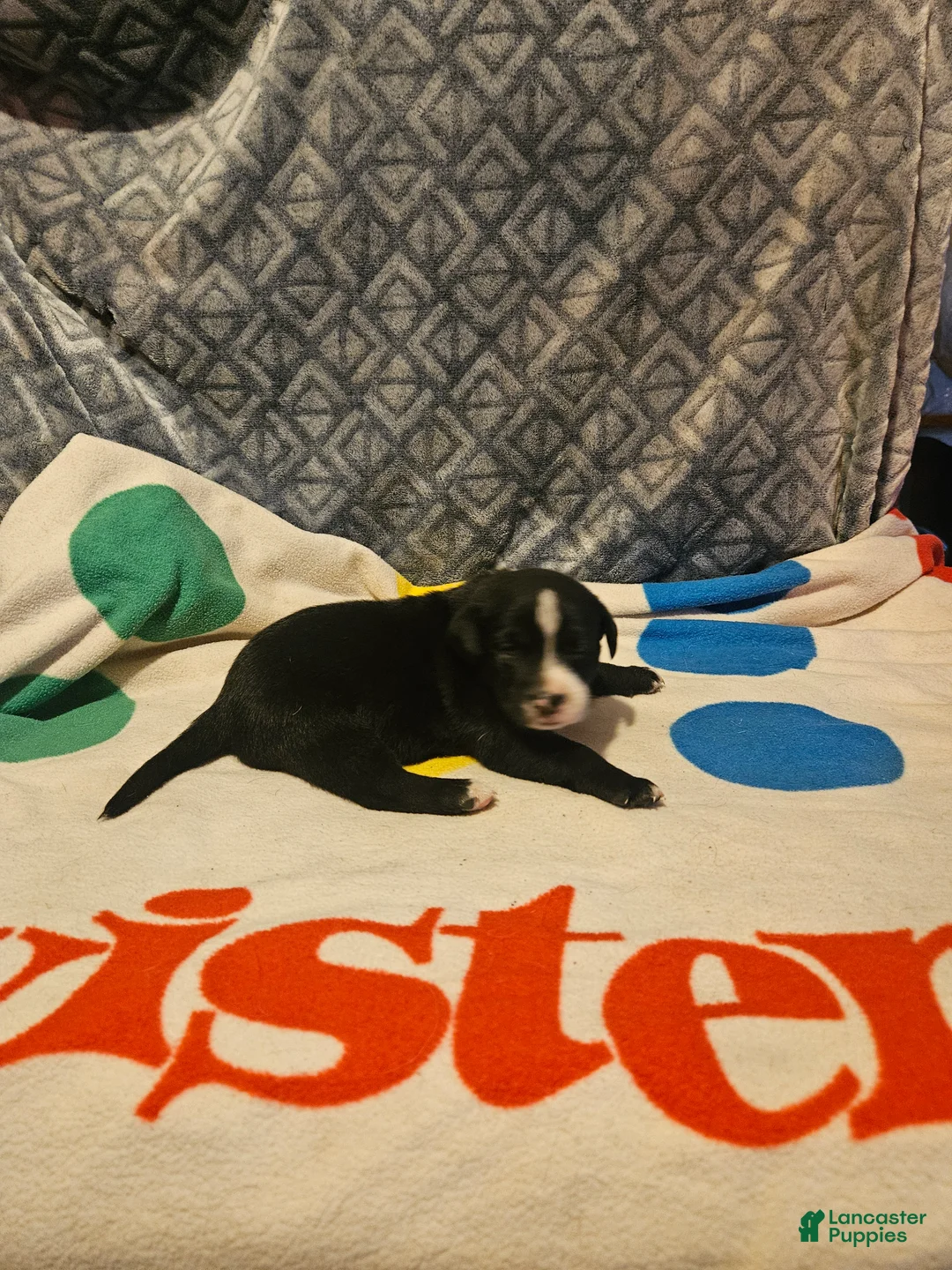 Border Collie dogs for sale: Girly - Ad 1