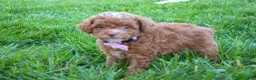 Miniature Poodle dogs for sale: Dahlia 🐶 - Ad 10