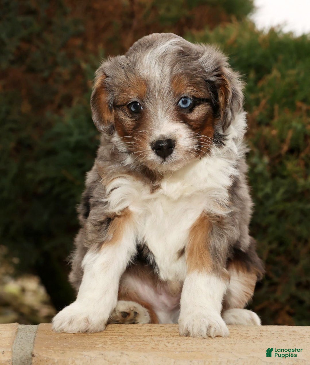 Mini Aussiedoodle dogs for sale: Will - Ad 1