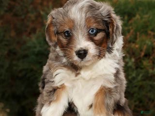 Mini Aussiedoodle dogs Will - Ad 17