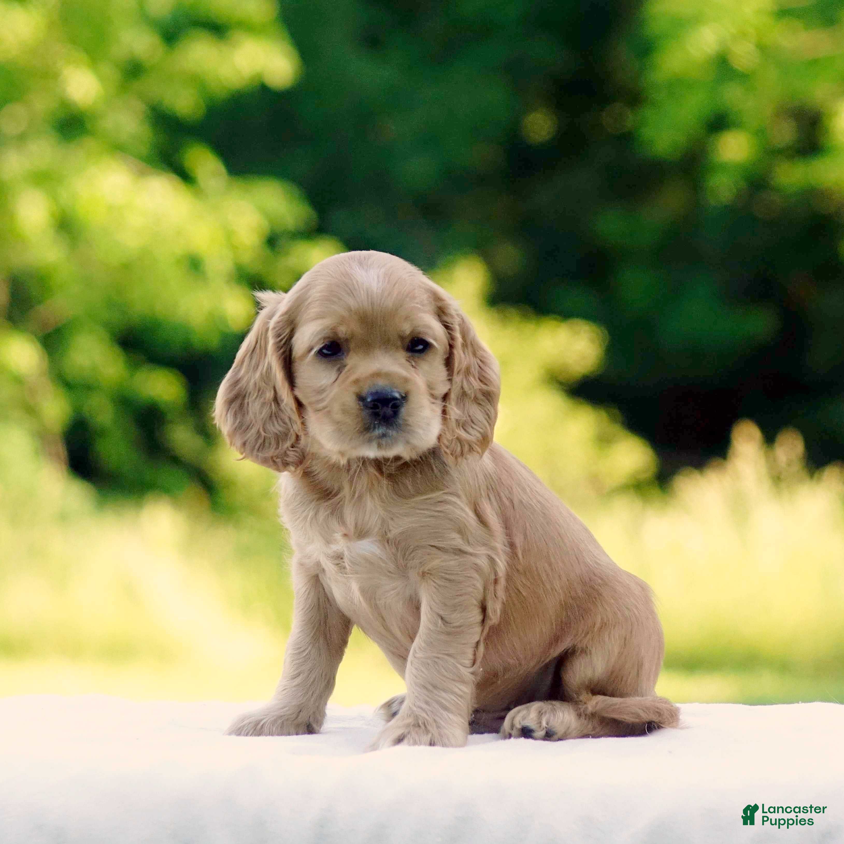 Cocker Spaniel dogs Tucker - Ad 1