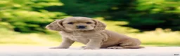 Cocker Spaniel dogs for sale: Tucker - Ad 1