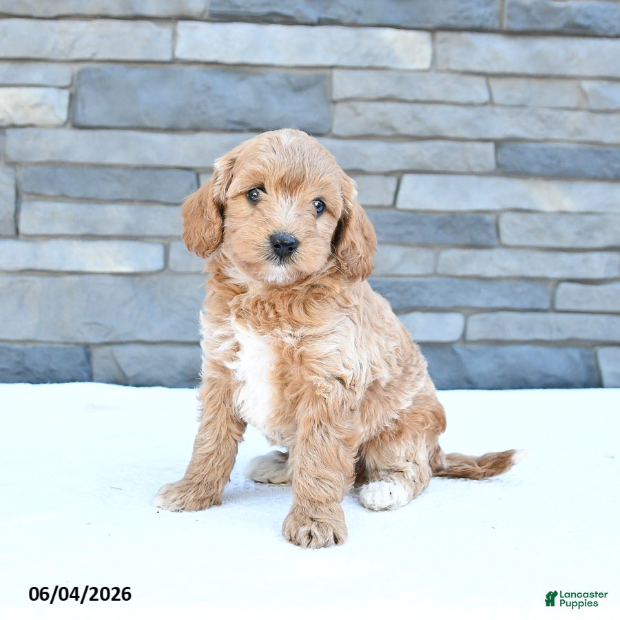 Cockapoo dogs Maisie - Ad 1