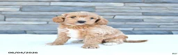 Cockapoo dogs for sale: Maisie - Ad 1