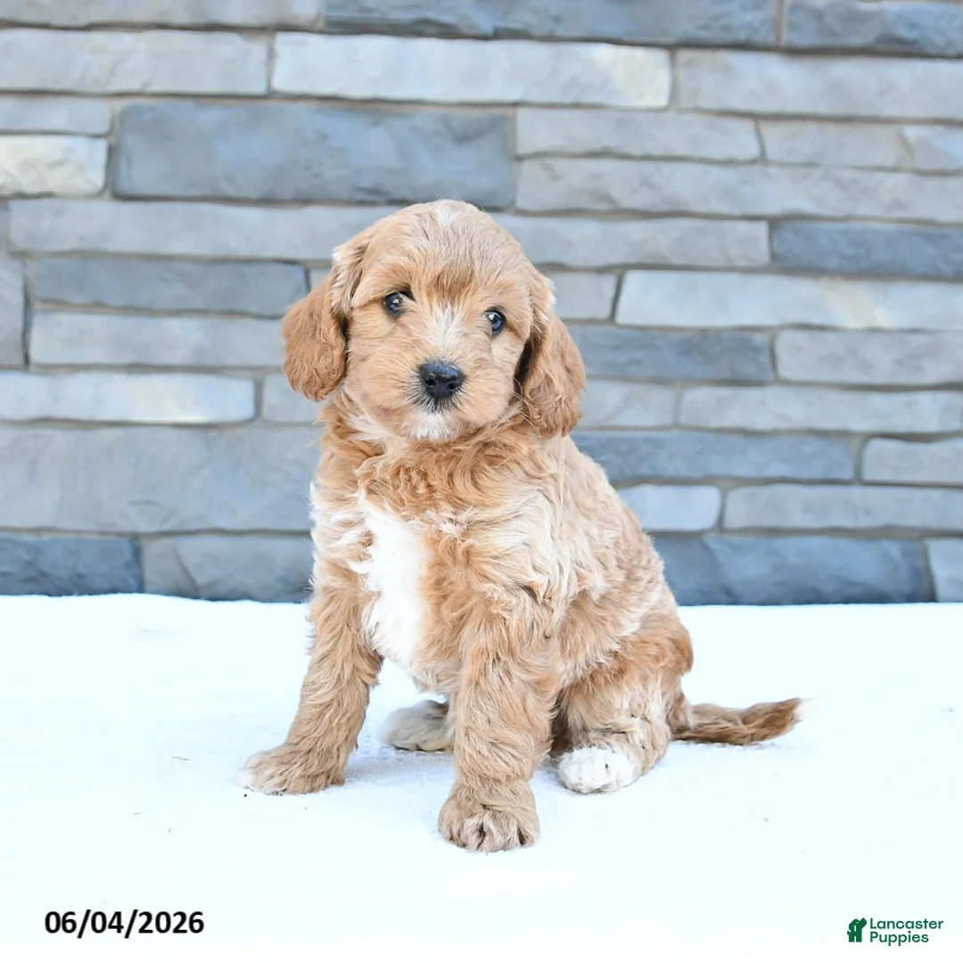 Cockapoo dogs for sale: Maisie - Ad 1