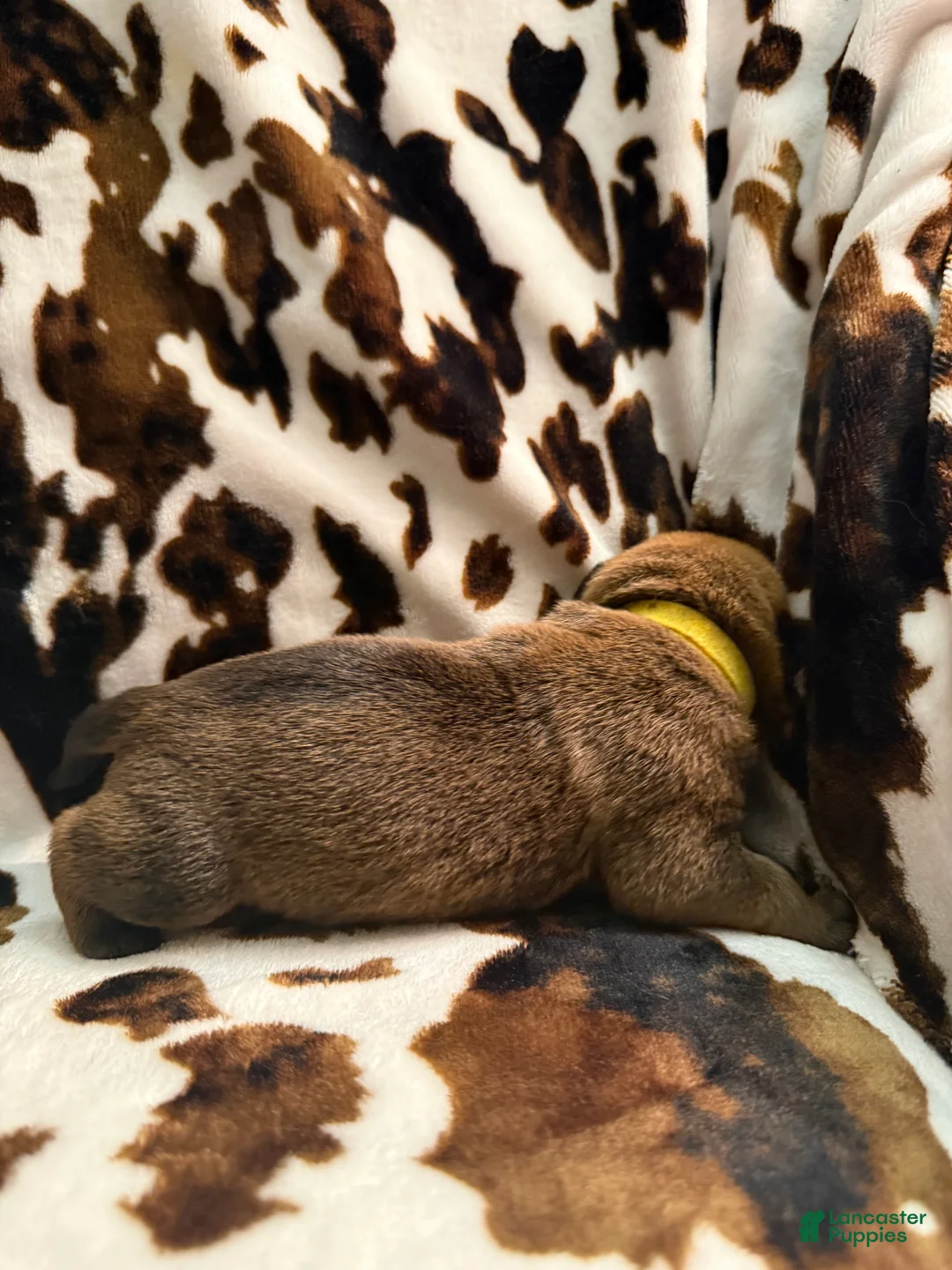 Mixed Breed dogs for sale: Mud pie - Ad 2