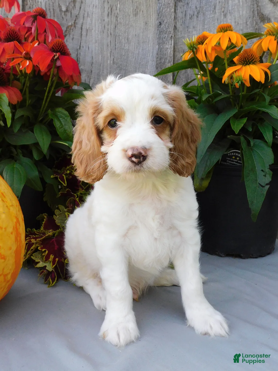 Cockapoo dogs for sale: Jax - Ad 1