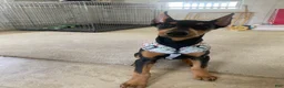 Doberman Pinscher dogs for sale: Doberman Pinscher 1 - Ad 3