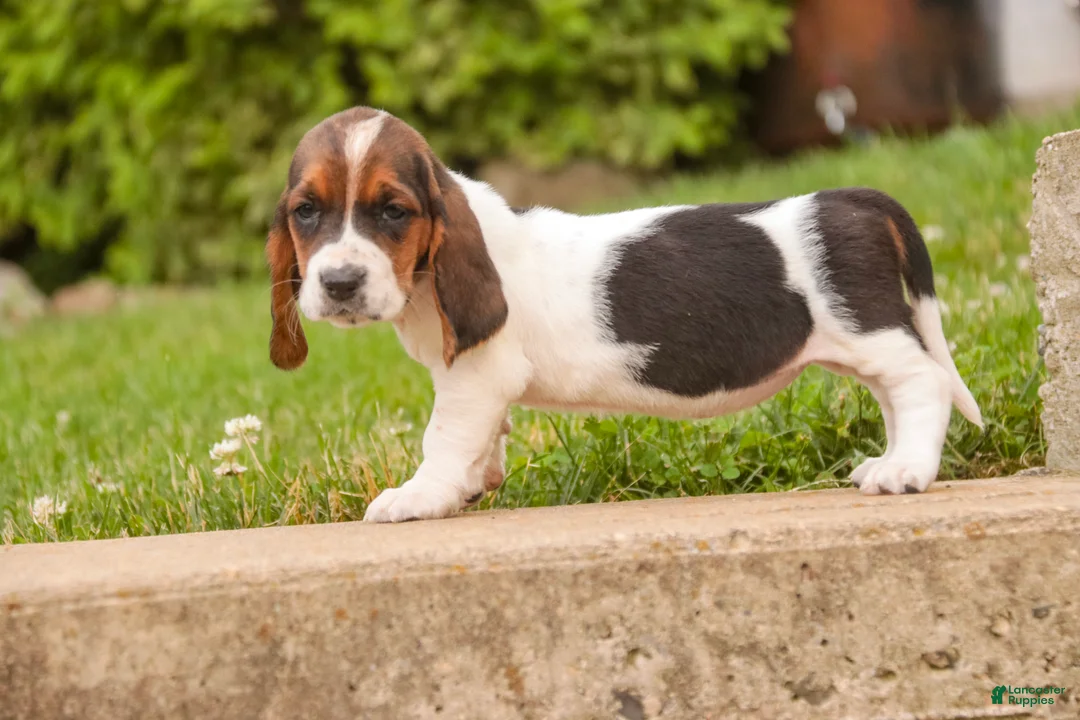 Basset Hound dogs for sale: Marlowe - Ad 1