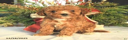 Maltipoo dogs for sale: Alex - Ad 1