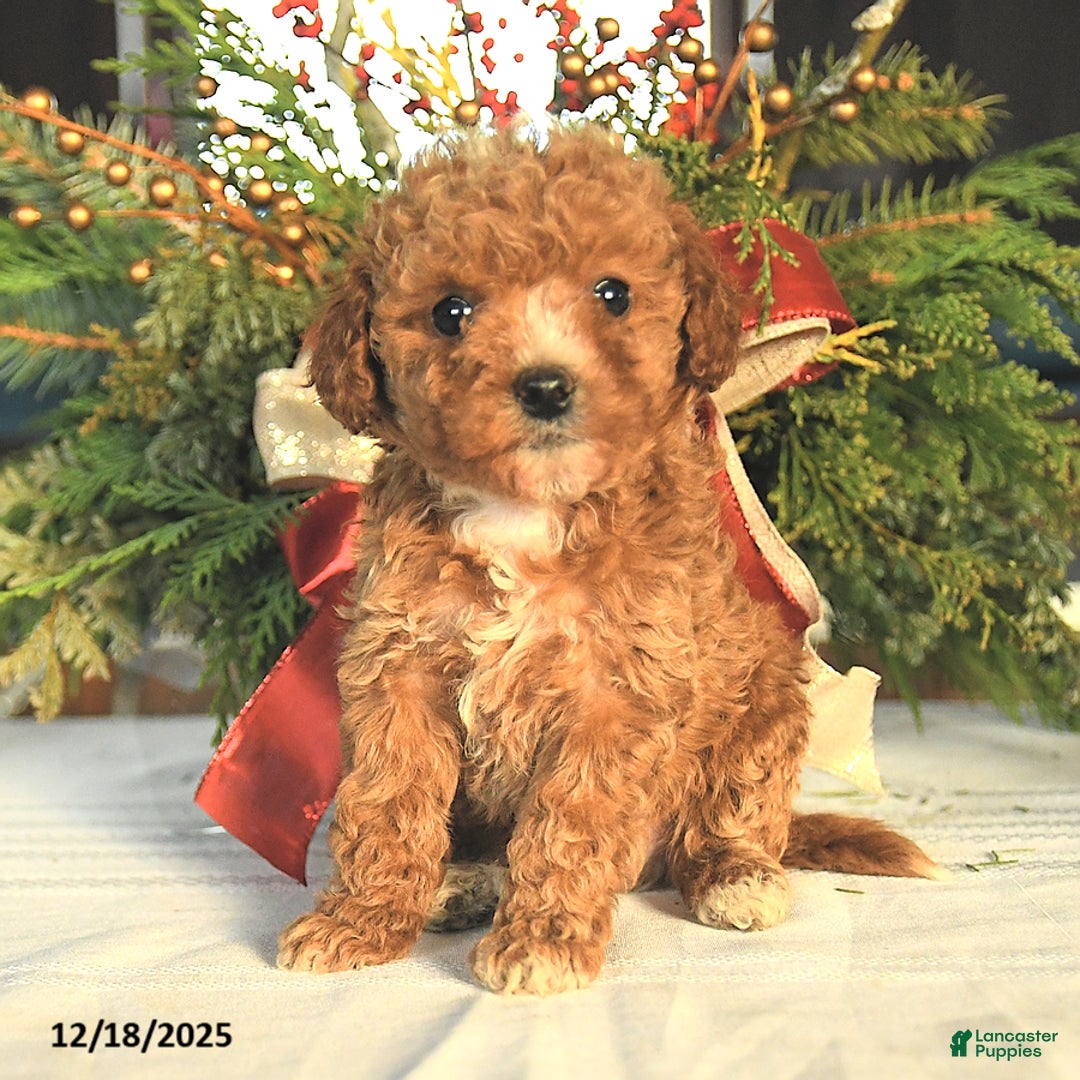 Maltipoo dogs for sale: Alex - Ad 1