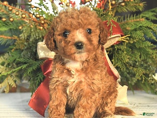Maltipoo dogs Alex - Ad 27