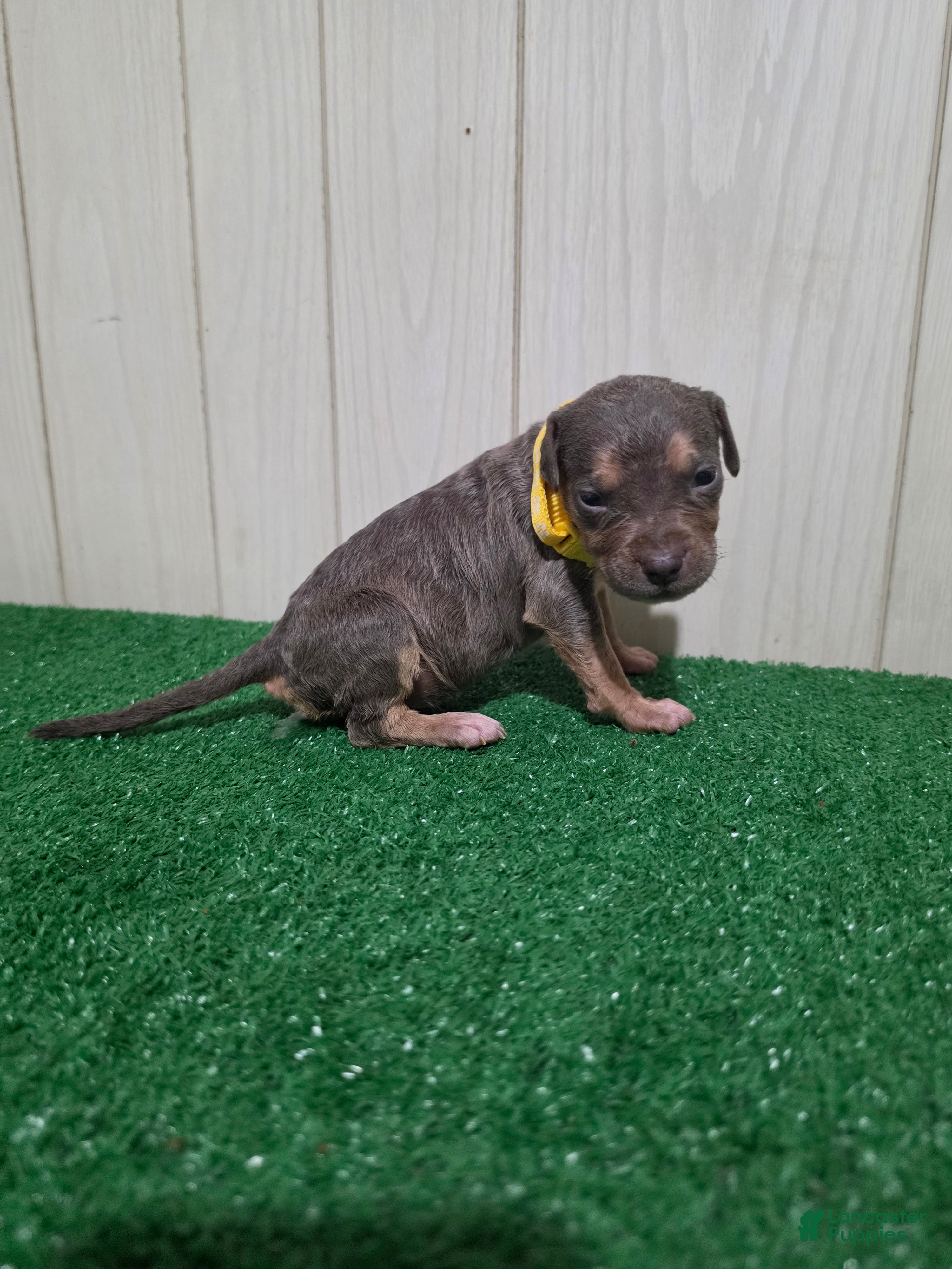 American Bully XL Puppy 11 (Yellow Collar)