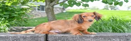 Miniature Dachshund dogs for sale: AKC-Daisy - Ad 8