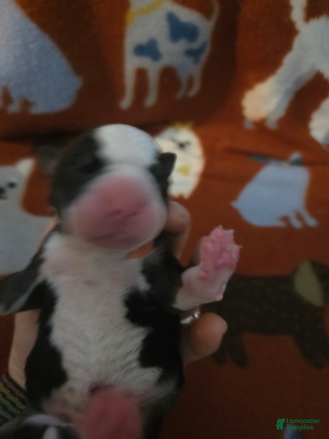 Mixed Breed dogs for sale: Orange - Ad 11