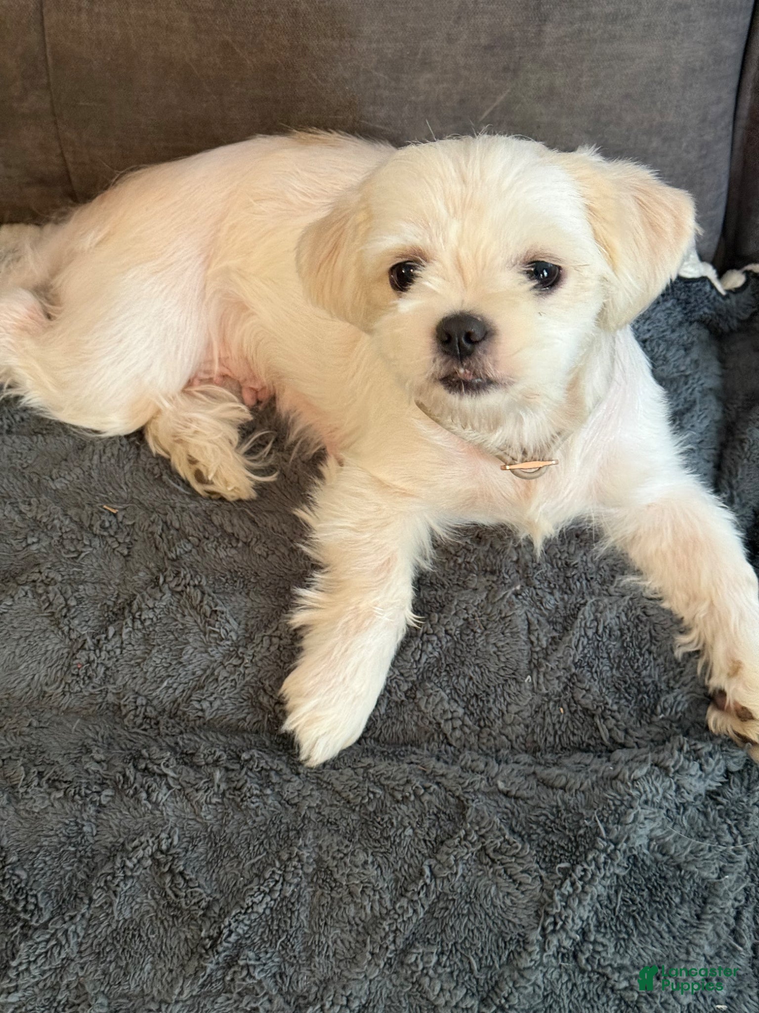Shih Tzu dogs for sale: Shih Tzu Puppy 1 - Ad 4