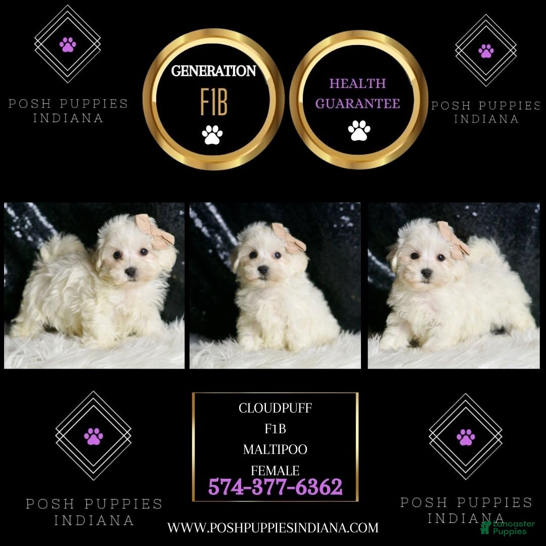 Maltipoo dogs for sale: Cloudpuff - Ad 5