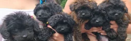 Yorkiepoo dogs for sale: Yorkiepoo 6 Pink Collar Sm - Ad 23