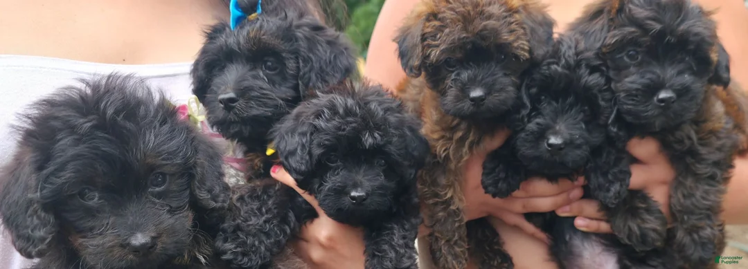 Yorkiepoo dogs for sale: Yorkiepoo 6 Pink Collar Sm - Ad 23