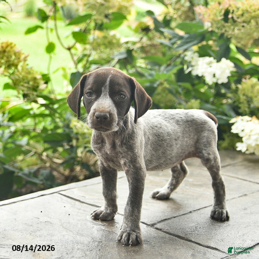 German Shorthaired Pointer dogs Dandy  - Ad 2