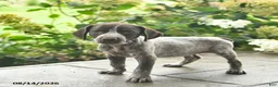 German Shorthaired Pointer dogs for sale: Dandy  - Ad 2