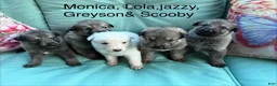 German Shepherd dogs for sale: Jack  - Ad 22
