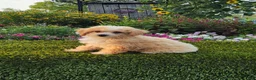 Havapoo dogs for sale: Avery - Ad 4