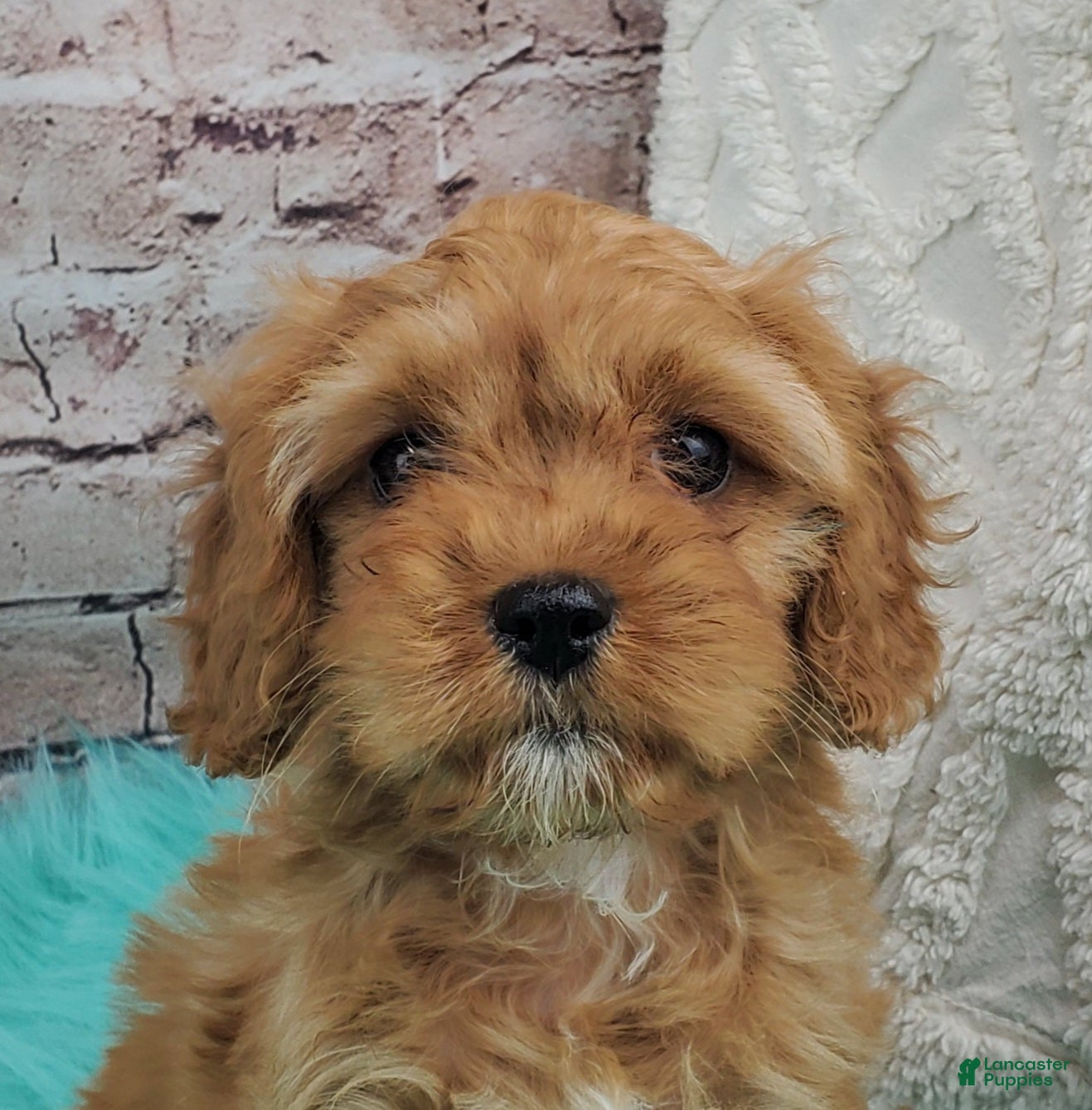 Cavapoo dogs Shay - Ad 16