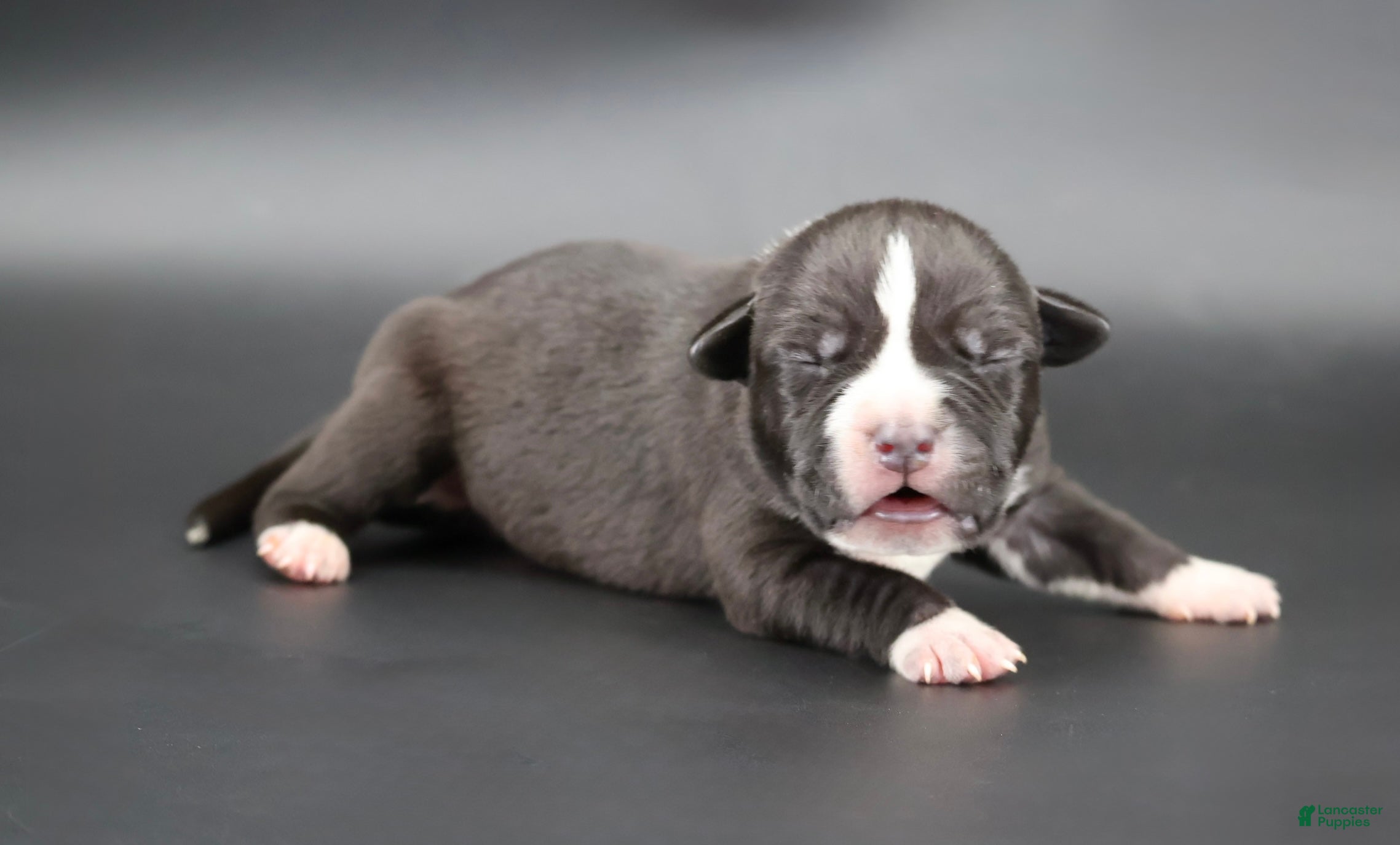 American Bully dogs Harmonoa - XL - ABKC - Ad 2