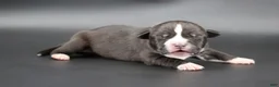 American Bully dogs for sale: Harmonoa - XL - ABKC - Ad 2