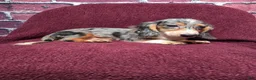 Miniature Dachshund dogs for sale: Chloe - Ad 8