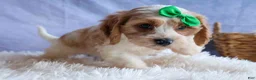 Cavachon dogs for sale: RANDY - Ad 5