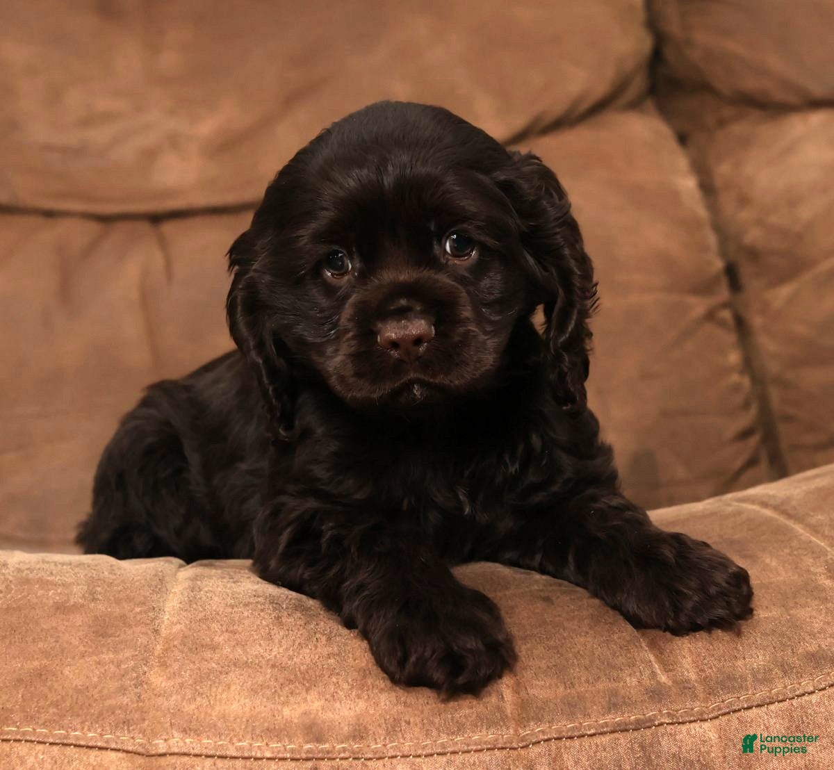 Cocker Spaniel dogs Dasher - Ad 1