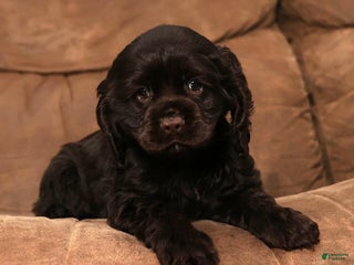 Cocker Spaniel dogs Dasher - Ad 4
