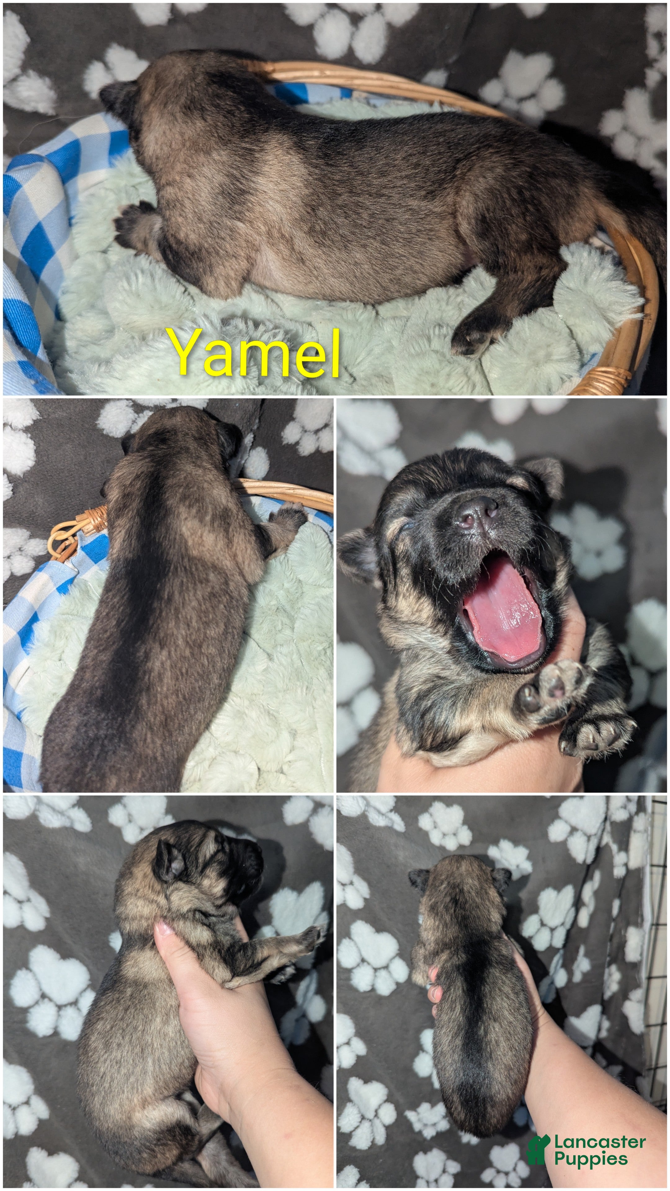 German Shepherd dogs Yamel - Ad 1