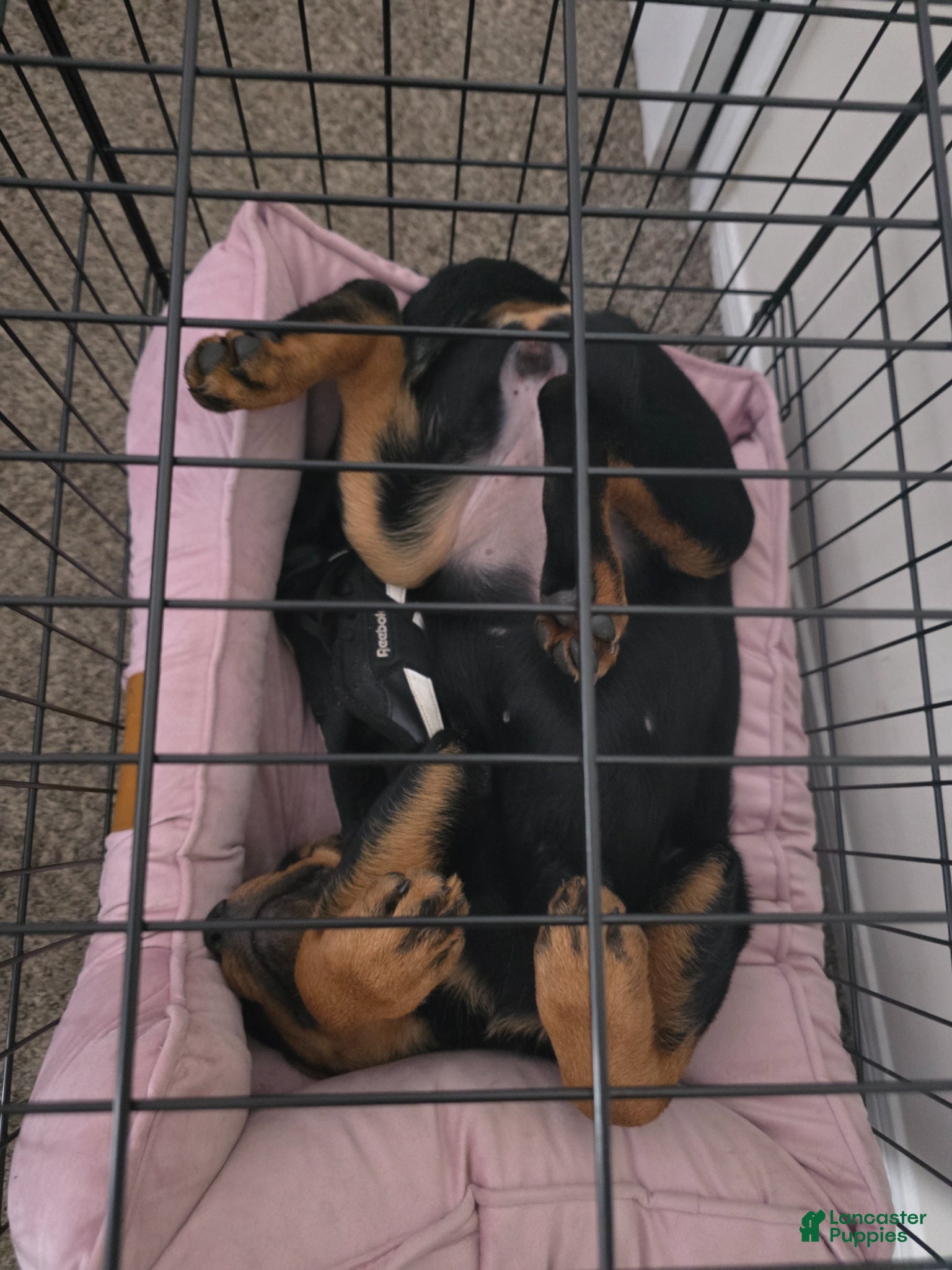 Rottweiler dogs Rottweiler Puppy 1 - Ad 6