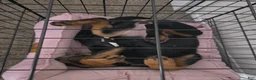 Rottweiler dogs for sale: Rottweiler Puppy 1 - Ad 1