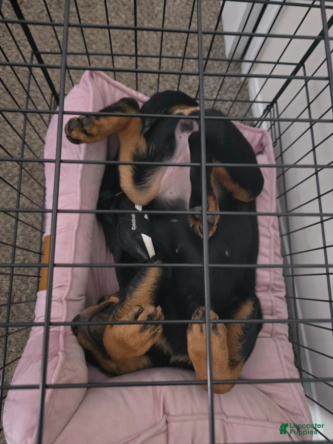 Rottweiler dogs for sale: Rottweiler Puppy 1 - Ad 1